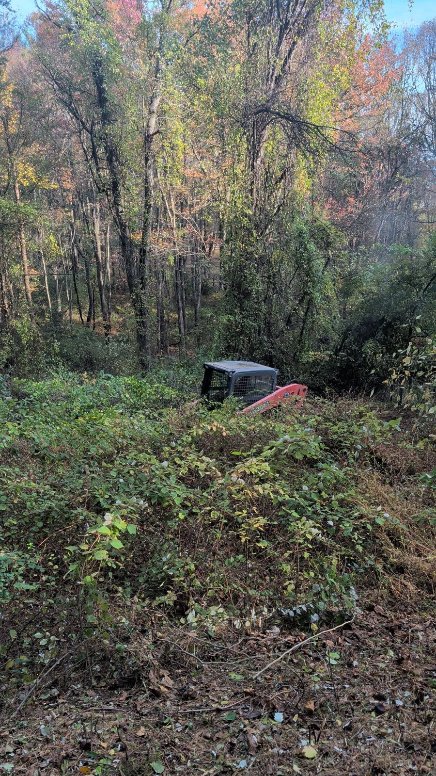 Track loader clearing overgrown brush in the woods