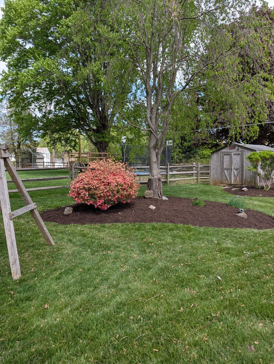 Mulch ring around a tree next to a blooming pink azalea